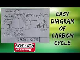 how to draw easy carbon cycle diagram
