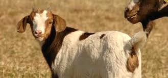 goat dewormers goats