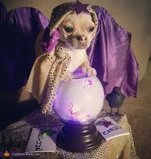 fortune teller gypsy dog costume diy