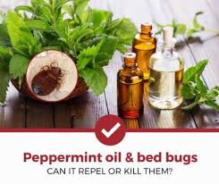 How to impress a boy on bed in hindi. Does Peppermint Oil Repel Or Kill Bed Bugs Interesting Answer Pest Strategies