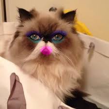 17 cats all tarted up wearing makeup