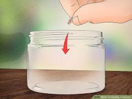 How To Identify A Termite 12 Steps With Pictures Wikihow