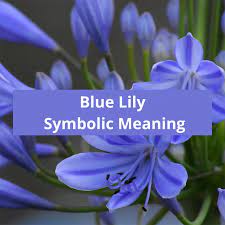 blue lily symbolic meaning symbolic