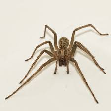 is it ok to throw house spiders outside