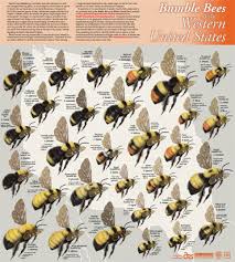 Western Bees Poster Pollinator Org