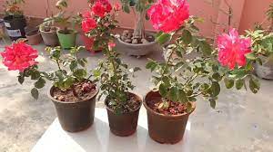 how to care rose plant in pot