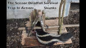 scissor deadfall survival trap in