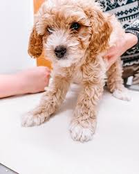 toy cavoodle puppies f1b cavoodle for
