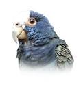 Image result for About White Cap Pionus