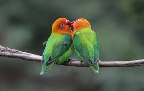 wallpaper birds kiss pair parrots