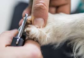 how to cut your puppy s nails