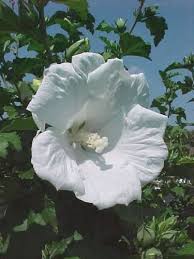 Has been bred for a narrow, upright habit that makes it useful for planting as a screen, either side of an entrance or in large patio containers as a feature plant. Amazon Com Rose Of Sharon White Diana Hibiscus Syriacus 20 Perennial Seeds Garden Outdoor