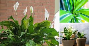15 Poisonous Houseplants For Pets The