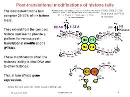 The ptms made to histones can impact gene expression by altering chromatin structure or recruiting histone. V 25 The Histone Code The Dna Of