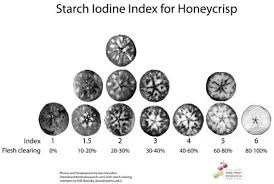 Starch Chart For Honeycrisp Apple Fruit Fruit Growers News