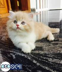 Get a ragdoll, bengal sweetest persian cat only 5 months old she is spayed up to date on her vaccinations and has been dewormed.she is so used to being in the house. Persian Cat 2 Kittens For Sale Irinjalakuda Free Classifieds