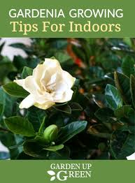 gardenia plant indoor care