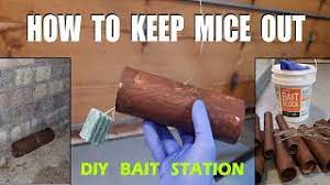 best mouse trap bait get rid of mice