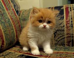 If you are looking at owning a munchkin cat to join your family then it is probably a good idea to look at the breeders that are local to you. Shortnaps Available Kittens