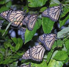 good news about monarchs but