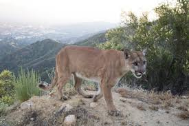 Search, discover and share your favorite mountain lion gifs. Meet Adonis The New Mountain Lion In Town He S Kind Of A Big Deal Laist