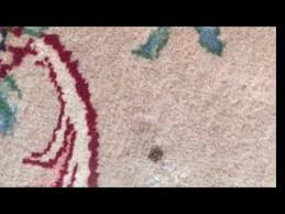 wool rug stain removal my process and