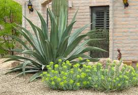How To Spot A Drought Tolerant Plant
