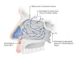 nose anatomy external internal