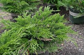 juniperus sabina monna calgary