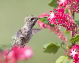 Gardening For Hummingbirds And More
