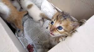 Does the aspca have kittens? What To Do And Not Do If You Find An Abandoned Kitten Or Litter Care 4 Cats Ibiza