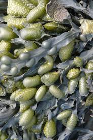 moooi carpets seaweed bigbrands