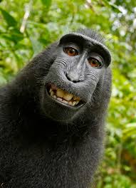 Image result for grinning animals