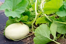 How To Grow Spaghetti Squash In Your Garden Pushing Daisies