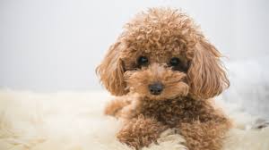 toy poodle breeders in ontario top 7