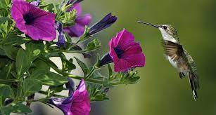 Hummingbird Garden Rohsler S