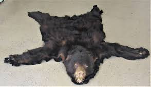 bear skin rug ebay