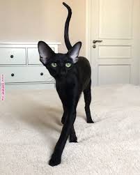 Rescued from home in new york. Oriental Shorthair Is A Exotic Cat In The House 50 Pictures Proving This