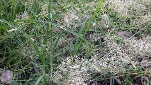 (mangifera indica l.) terhadap pertumbuhan gulma rumput grinting. Grint Stock Video Footage 4k And Hd Video Clips Shutterstock