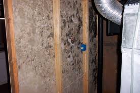 How To Detect Household Mold