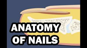 integumentary system your nails you