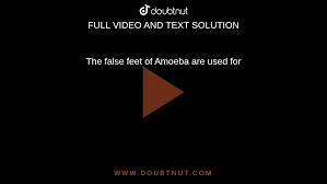 The false feet of Amoeba are used for