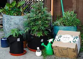 Weed Growers Guide Easy Step By Step