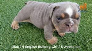 Explore 800 listings for lilac bulldogs for sale at best prices. English Bulldog Puppy 5 Weeks Old Lilac Tri Girl Bulldog Youtube