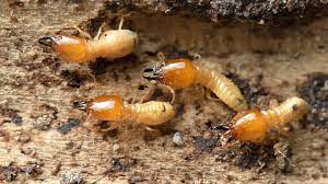 10 signs you have termites in your home
