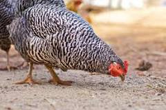 what-breed-of-chicken-eats-ticks