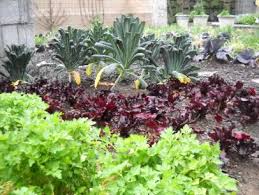 Maintaining A Vegetable Garden