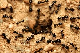 get rid of ants in your yard