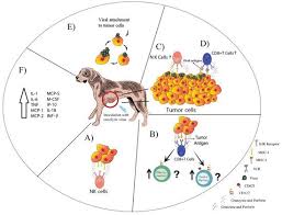Changes in your dog's bathroom behavior could potentially indicate cancer in the bladder or kidneys. Cancers Free Full Text Oncolytic Viruses For Canine Cancer Treatment Html