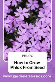 can you plant creeping phlox from seed